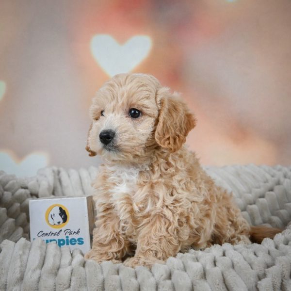 F1 Maltipoo Puppy for Sale