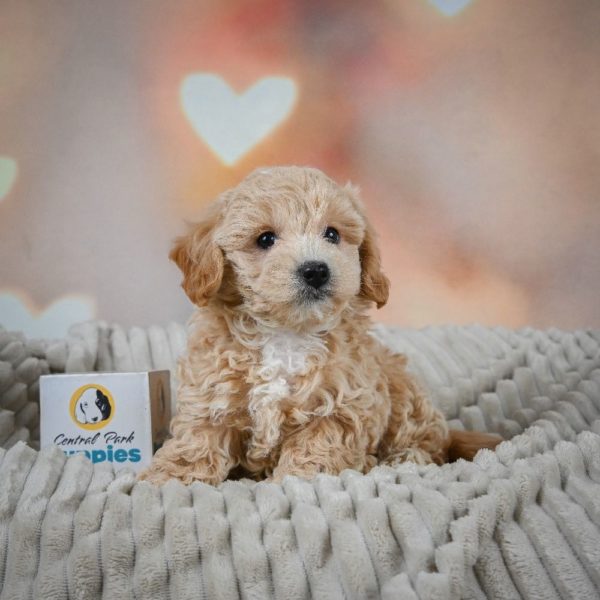 F1 Maltipoo Puppy for Sale