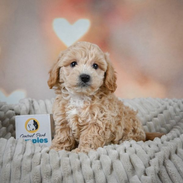 F1 Maltipoo Puppy for Sale