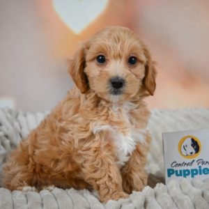 F1 Maltipoo Puppy for Sale