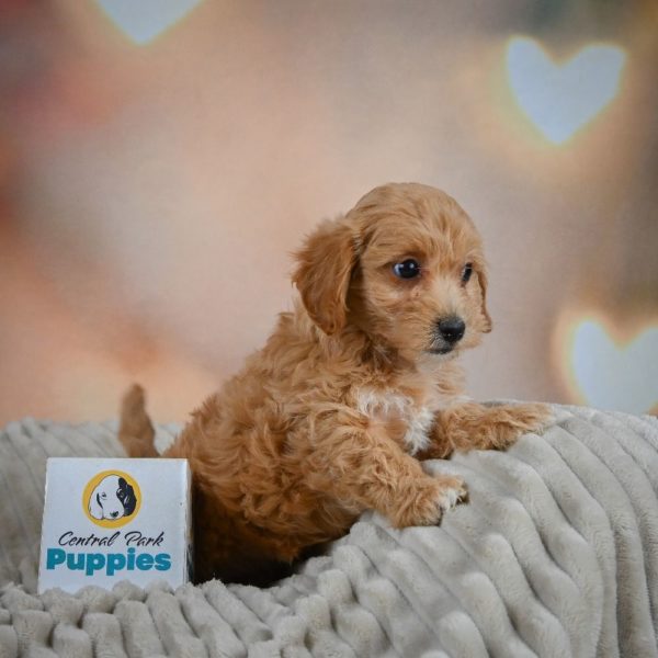 F1 Maltipoo Puppy for Sale