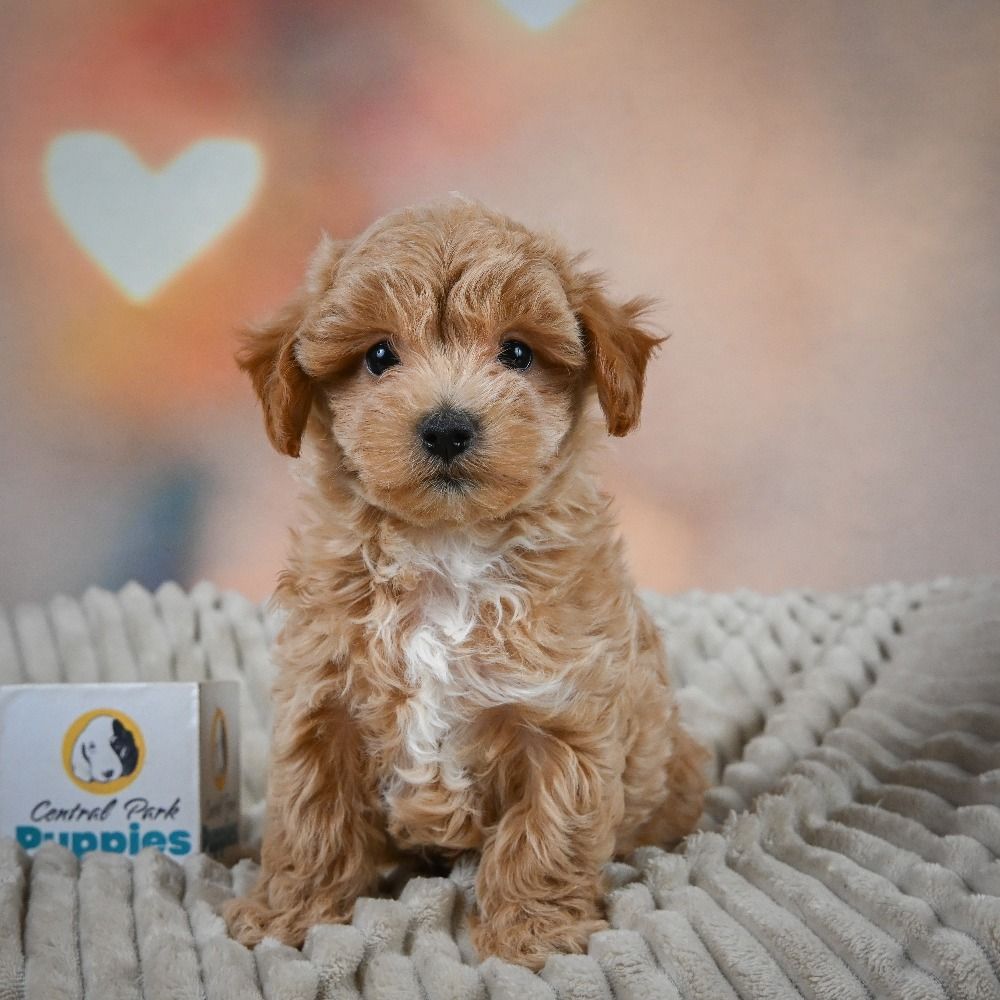 F1 Maltipoo Puppy for Sale in NYC