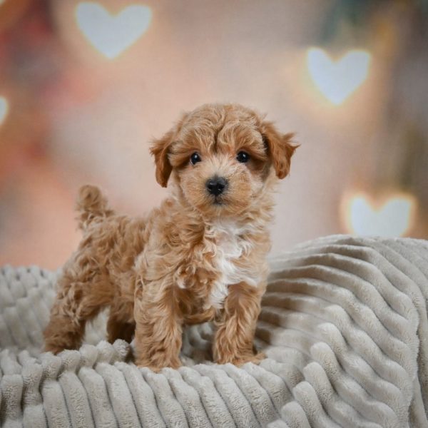 F1 Maltipoo Puppy for Sale