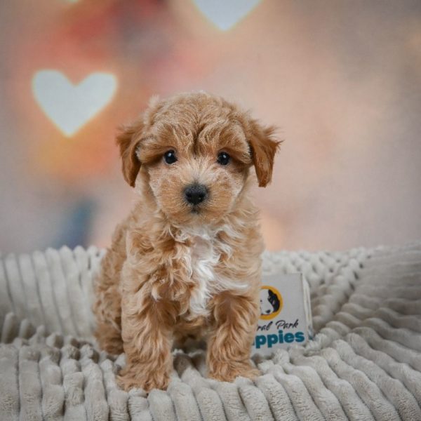 F1 Maltipoo Puppy for Sale