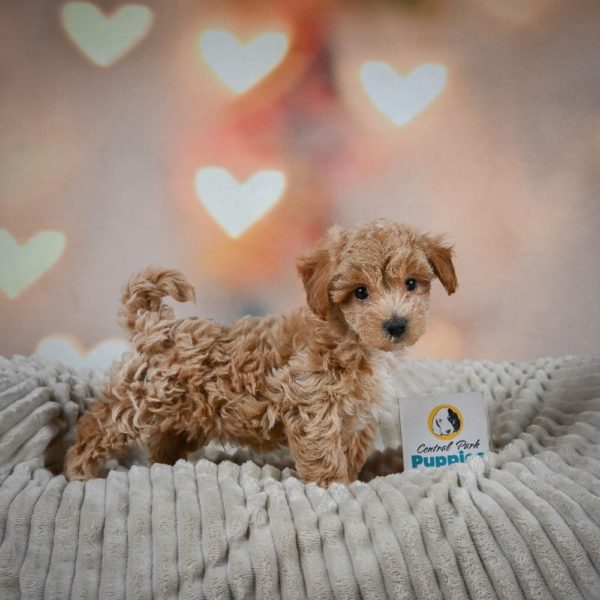 F1 Maltipoo Puppy for Sale