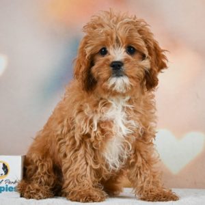 F1 Cavapoo Puppy for Sale