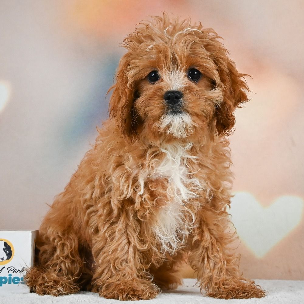 F1 Cavapoo Puppy for Sale in NYC