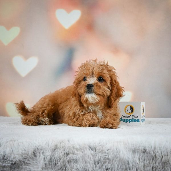 F1 Cavapoo Puppy for Sale