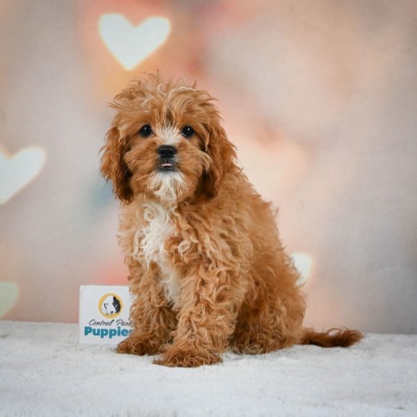 F1 Cavapoo Puppy for Sale