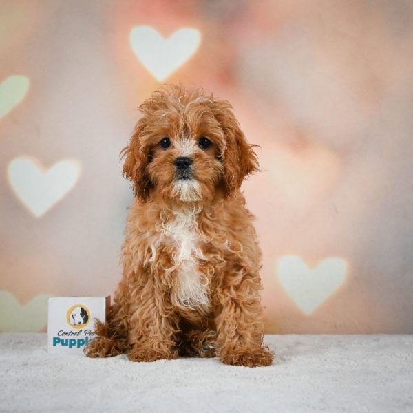 F1 Cavapoo Puppy for Sale