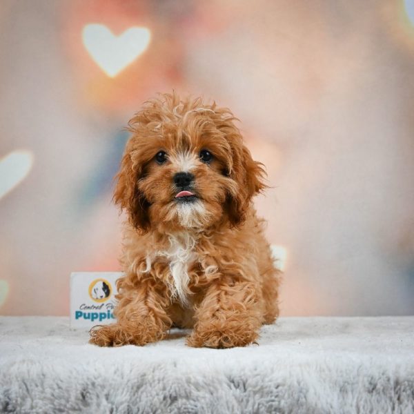 F1 Cavapoo Puppy for Sale