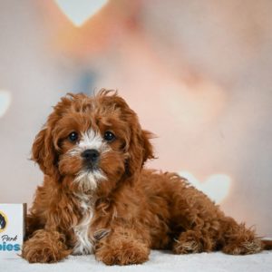 F1 Cavapoo Puppy for Sale