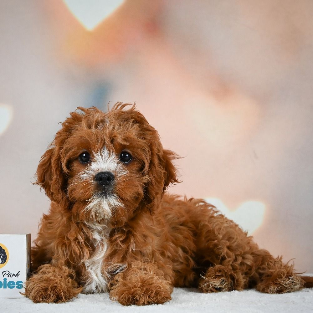 F1 Cavapoo Puppy for Sale in NYC