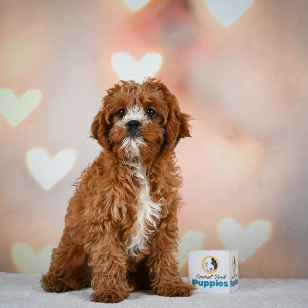 F1 Cavapoo Puppy for Sale