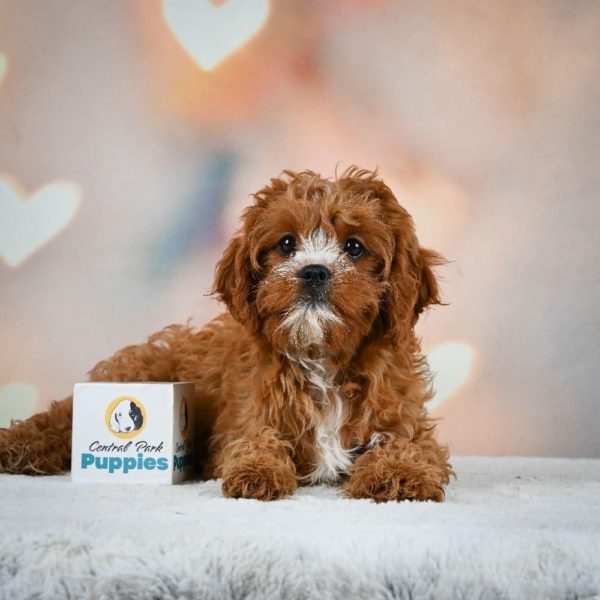 F1 Cavapoo Puppy for Sale