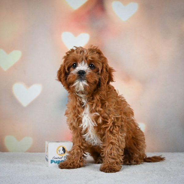 F1 Cavapoo Puppy for Sale