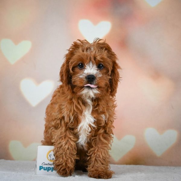 F1 Cavapoo Puppy for Sale