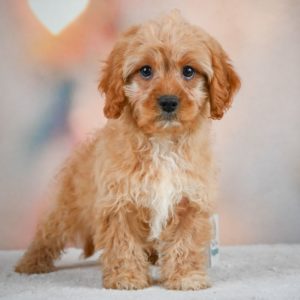 F1 Cavapoo Puppy for Sale