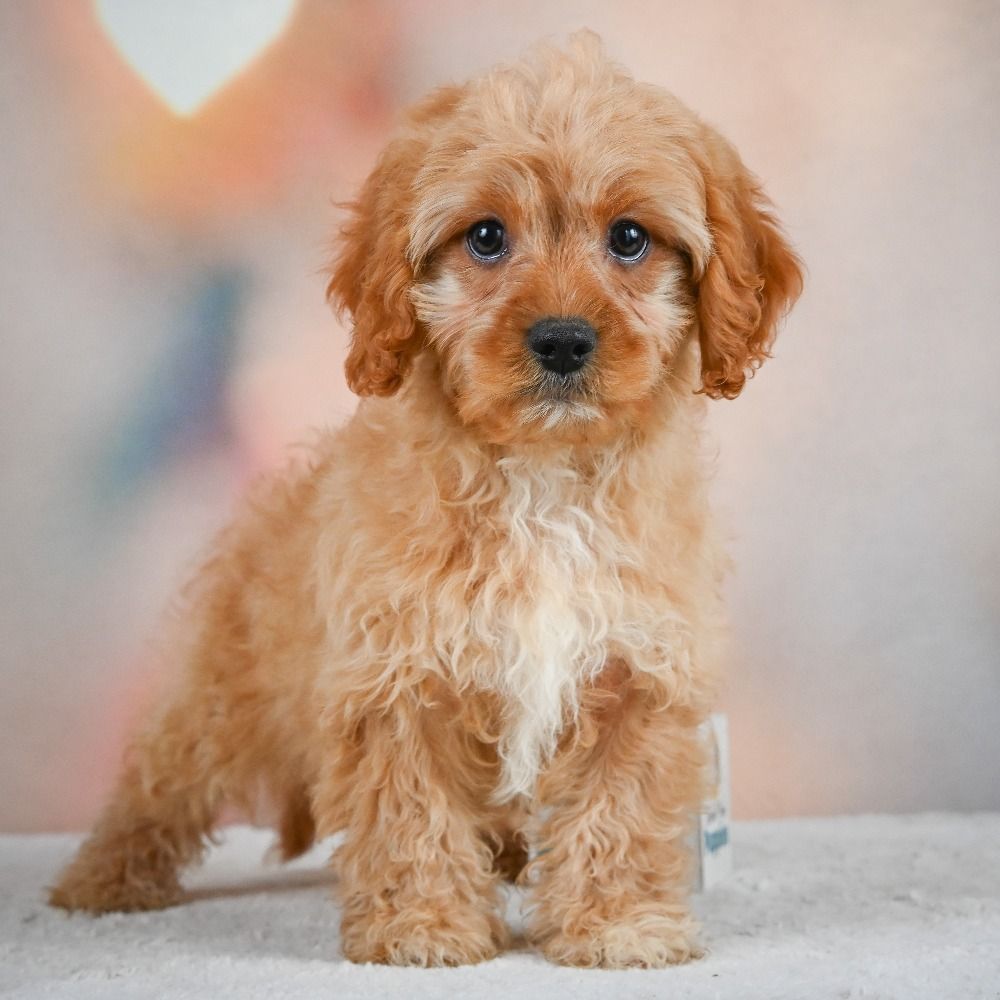 F1 Cavapoo Puppy for Sale in NYC