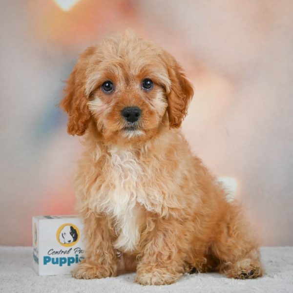 F1 Cavapoo Puppy for Sale