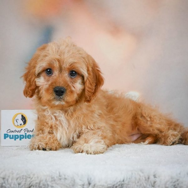 F1 Cavapoo Puppy for Sale