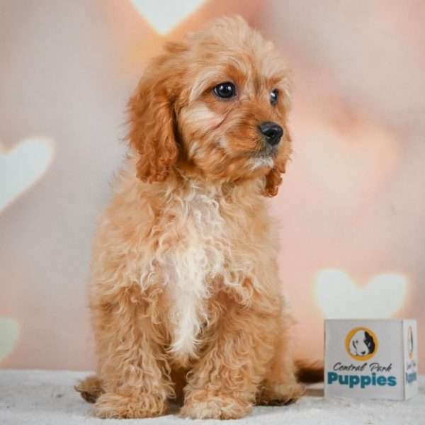 F1 Cavapoo Puppy for Sale