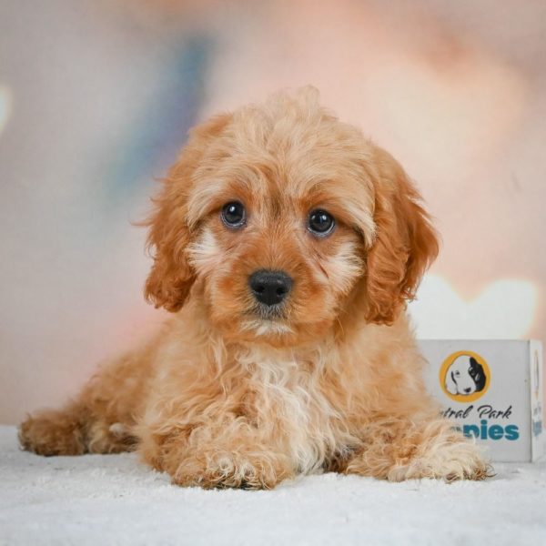 F1 Cavapoo Puppy for Sale