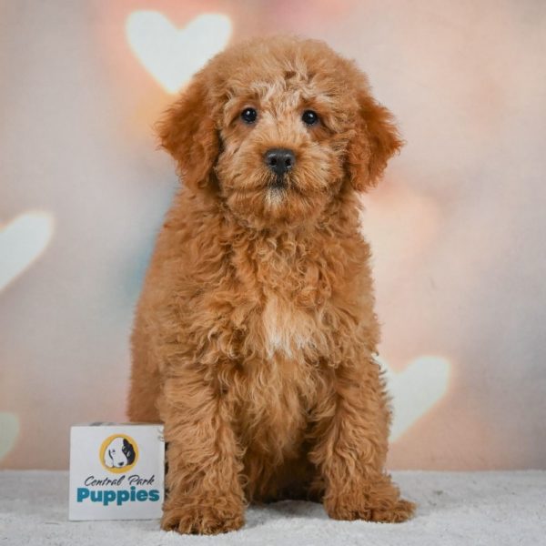 Miniature Poodle Puppy for Sale