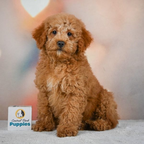 Miniature Poodle Puppy for Sale