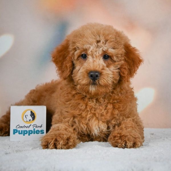 Miniature Poodle Puppy for Sale