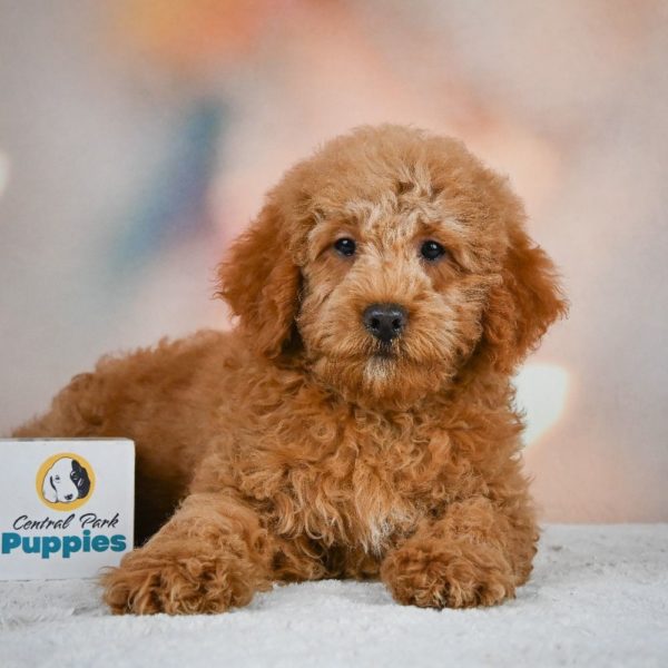 Miniature Poodle Puppy for Sale