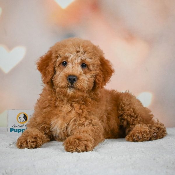 Miniature Poodle Puppy for Sale