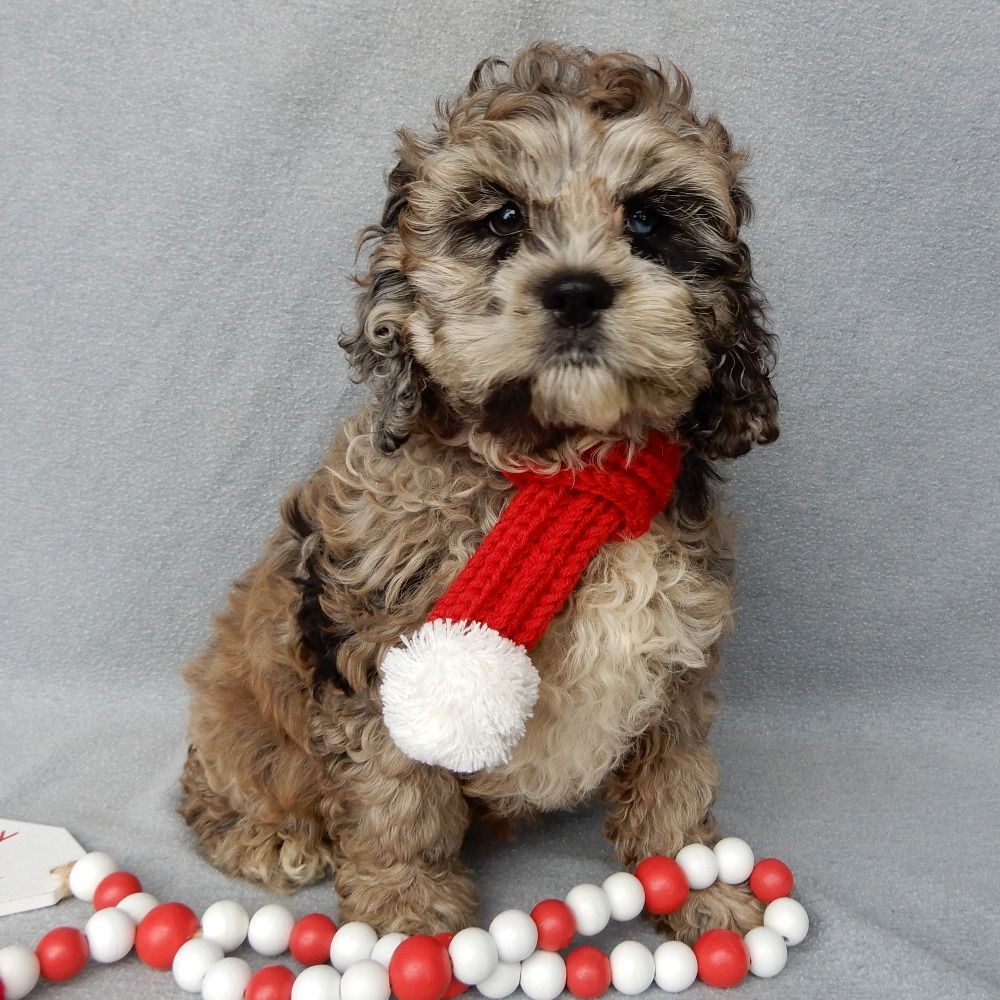 F1 Cockapoo Puppy for Sale in NYC