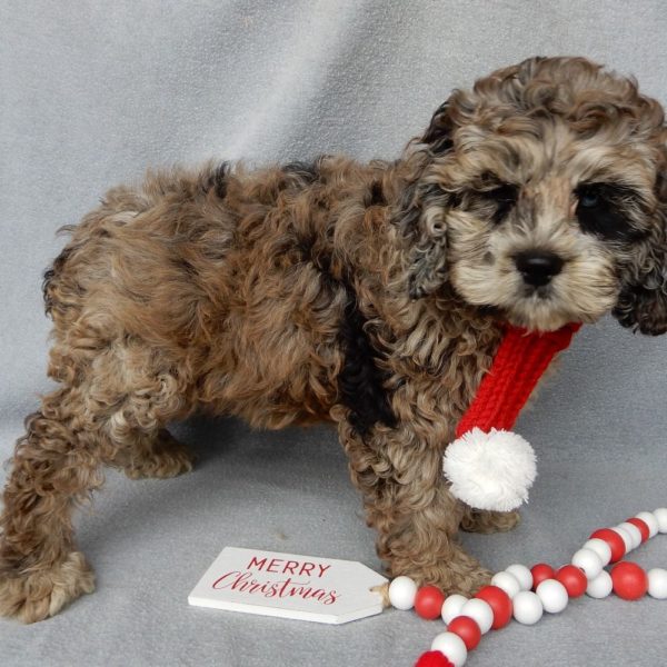 F1 Cockapoo Puppy for Sale