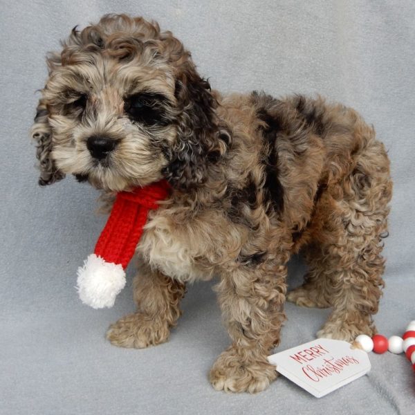 F1 Cockapoo Puppy for Sale