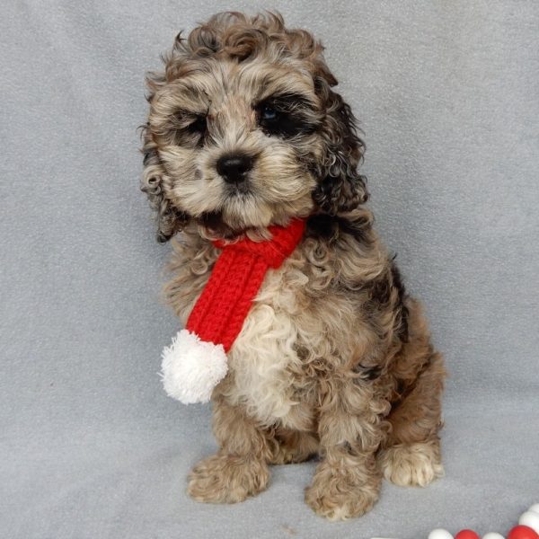 F1 Cockapoo Puppy for Sale