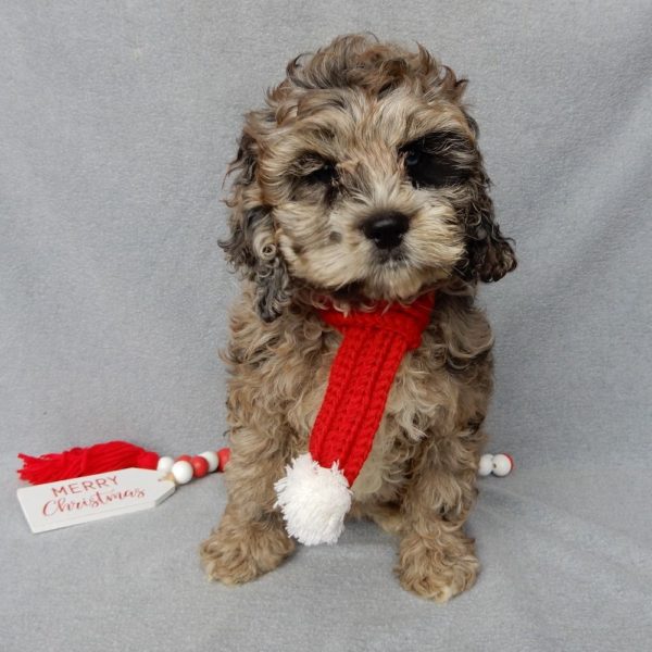 F1 Cockapoo Puppy for Sale