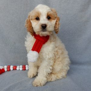 F1 Cockapoo Puppy for Sale