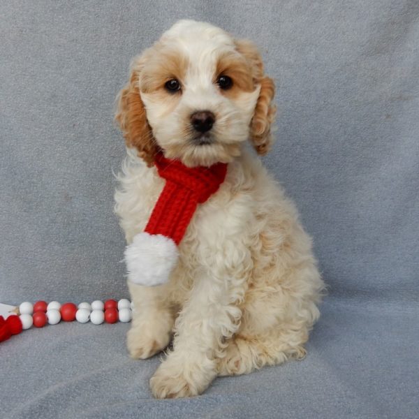 F1 Cockapoo Puppy for Sale