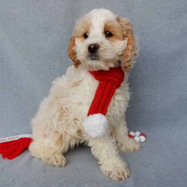 F1 Cockapoo Puppy for Sale