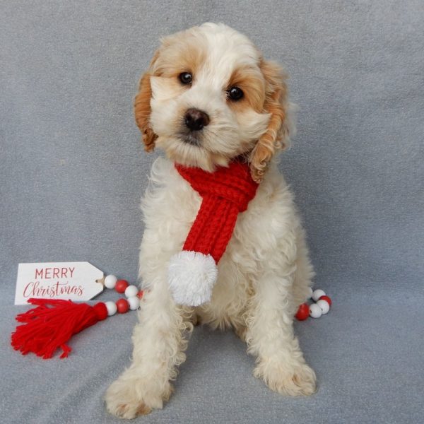 F1 Cockapoo Puppy for Sale