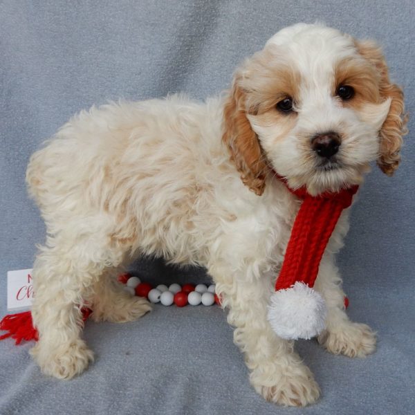 F1 Cockapoo Puppy for Sale