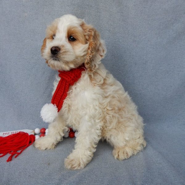 F1 Cockapoo Puppy for Sale