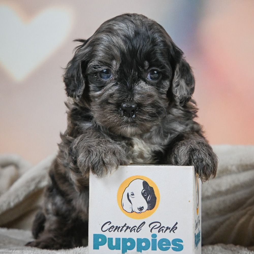 F1 Cockapoo Puppy for Sale in NYC