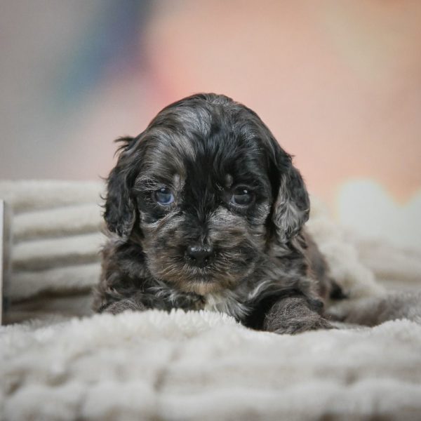 F1 Cockapoo Puppy for Sale