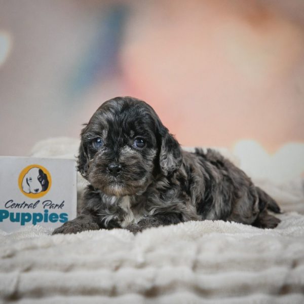 F1 Cockapoo Puppy for Sale