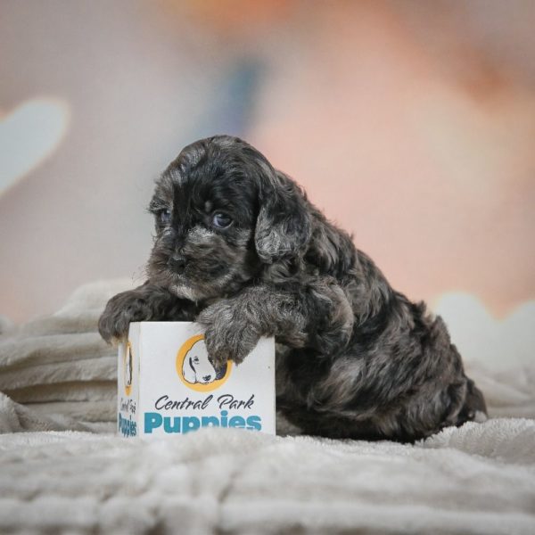 F1 Cockapoo Puppy for Sale