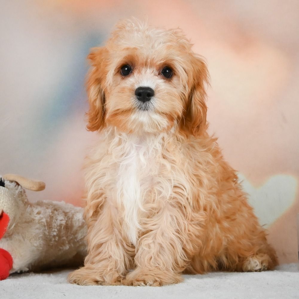 F1 Cavapoo Puppy for Sale in NYC