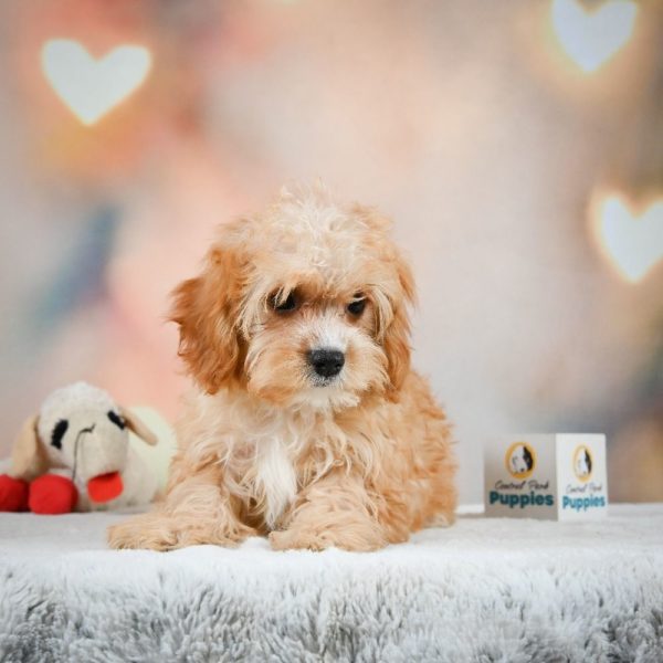 F1 Cavapoo Puppy for Sale