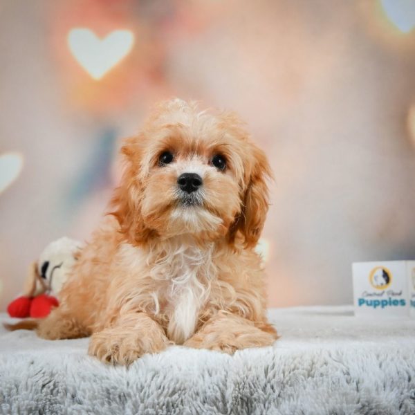 F1 Cavapoo Puppy for Sale